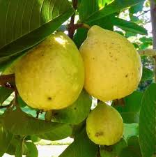 Yellow Mexican Cream Guava Fruit Seeds for Planting | Heirloom Non-GMO High Germination Organic Garden Seeds Sweet Tropical Guavas