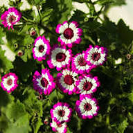 Pink White Pericallis Flower Seeds Heirloom Non-GMO High Germination Organic Garden Seeds for Planting