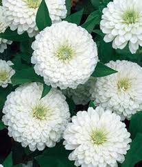 Zinnia Flower Seeds White – Heirloom Non-GMO High Germination Organic Garden Seeds