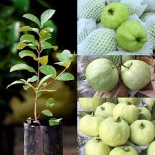 Thai White Guava Fruit Seeds for Planting Heirloom Non-GMO High Germination Organic Garden Seeds