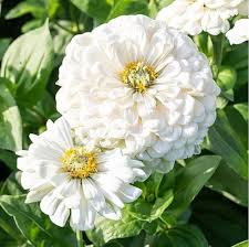 White Zinnia Flower Seeds – Heirloom Non-GMO High Germination Organic Garden Seeds