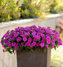 Perennial Nre Impatiens Flower Seeds for Planting – Heirloom Non-GMO Organic Garden Seeds