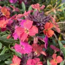 Semillas de flores de alhelí rosa – cimiente, sin OMG, alta germinación, semillas de jardín orgánicas para plantar
