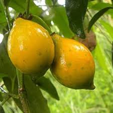 Lucuma Nervosa Samen – Erbstück, gentechnikfrei, hochkeimfähig, Bio-Gartensamen