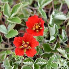 Red Cinquefoil Flower Seeds – Heirloom, Non-GMO, High Germination Organic Garden Seeds for Planting
