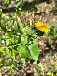 Yellow Sowthistle Flower Seeds Heirloom Non-GMO High Germination Organic Garden Seeds for Planting