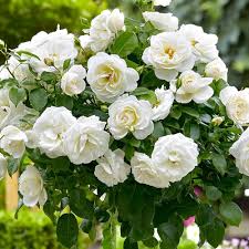 Climbing Rose Flower Seeds White Heirloom Non-GMO High Germination Organic Garden Seeds for Planting