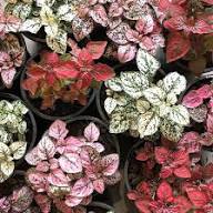 Perennial Hypoestes Flower Seeds for Planting – Heirloom Non-GMO Organic Garden Seeds High Germination