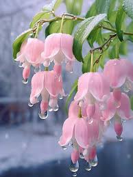 Lily of the Valley Flower Seeds Pale Pink – Seeds for Planting, Heirloom, Non-GMO, High Germination Organic Garden Seeds