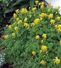 Corydalis Lutea Flower Seeds Yellow – Heirloom, Non-GMO, High Germination Organic Garden Seeds