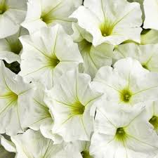 White Hanging Petunia Flower Seeds for Planting Heirloom Non-GMO High Germination Organic Garden Seeds