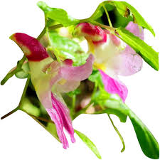 Mixed Parrot Orchid Flower Seeds – Heirloom, Non-GMO, High Germination Seeds