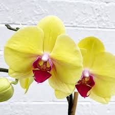 Yellow Phalaenopsis Flower Seeds for Planting | Heirloom Non-GMO High Germination Organic Garden Seeds