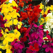 Red Erysimum Flower Seeds for Planting – Heirloom, Non-GMO, High Germination Organic Garden Seeds