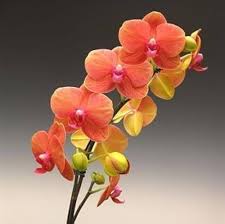 Rhynchostylis Orchids Orange Flower Seeds for Planting – Heirloom Non-GMO High Germination Organic Garden Seeds
