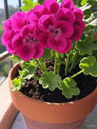 Pink Geranium Pelargonium Flowers Seeds – Heirloom, Non-GMO, High Germination Organic Garden Seeds for Planting