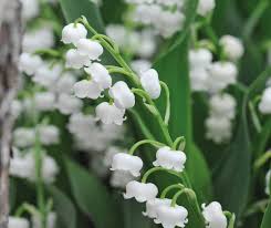 Snowdrop Flower Seeds White for Planting – Heirloom, Non-GMO, High Germination Organic Garden Seeds