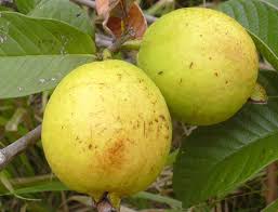 Guava Seeds Yellow Heirloom Non-GMO High Germination Organic Garden Seeds for Planting