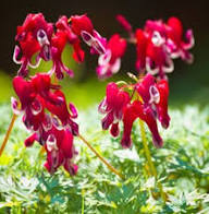 Red Dicentra Flower Seeds for Planting – Heirloom, Non-GMO, High Germination Organic Garden Seeds