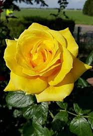 Yellow Rose Seeds for Planting – Heirloom Non-GMO High Germination Organic Garden Seeds