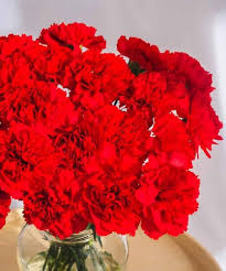 Red Carnation Flower Seeds – Heirloom, Non-GMO, High Germination Organic Garden Seeds for Planting Seeds for Planting