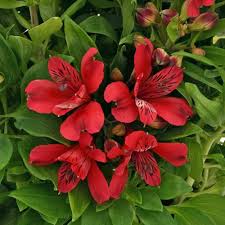 Red Ice Plant Flower Seeds – Heirloom, Non-GMO, High Germination Organic Garden Seeds for Planting