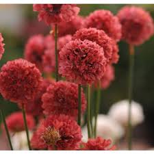 Red Pseudarmeria Flower Seeds Heirloom Non-GMO High Germination Organic Garden Seeds for Planting