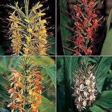 Mixed Hedychium Flower Seeds – Heirloom, Non-GMO, High Germination Seeds