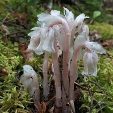 White Monotropa Flower Seeds – Heirloom, Non-GMO, High Germination Organic Garden Seeds for Planting