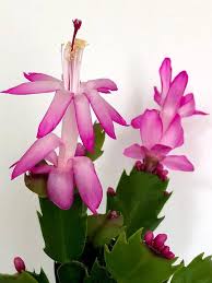 Light Pink Schlumbergera Flower Seeds for Planting – Heirloom, Non-GMO, High Germination Organic Garden Seeds