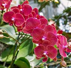 Orchid Flower Seeds Red for Planting (Heirloom, Non-GMO) High Germination Organic Garden Seeds