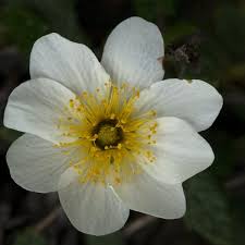 White Octopetala Flower Seeds – Heirloom, Non-GMO, High Germination Organic Garden Seeds for Planting