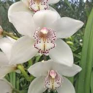 White Cymbidium Flower Seeds Heirloom Non-GMO High Germination Organic Garden Seeds for Planting