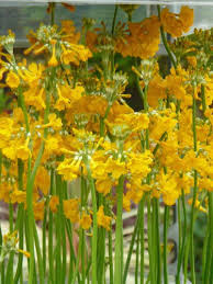 Yellow Candelabra Primrose Flower Seeds for Planting – Heirloom Non-GMO High Germination Organic Garden Seeds