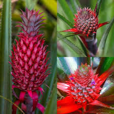 Red Pineapple Fruit Seeds for Planting Heirloom Non-GMO High Germination Organic Garden Seeds