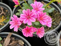 Pink Lewisia Cotyledon Flower Seeds – Seeds for Planting, Heirloom, Non-GMO, High Germination Organic Garden Seeds