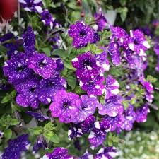 Starry Petunia Flower Seeds – Heirloom, Non-GMO, High Germination Organic Garden Seeds