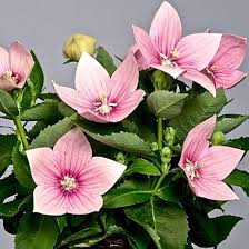 Pink Platycodon Flower Seeds for Planting – Heirloom, Non-GMO, High Germination Organic Garden Seeds