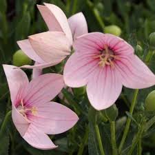 Pink Grandiflorus Flower Seeds – Heirloom, Non-GMO High Germination Seeds for Planting | Organic Garden Seeds