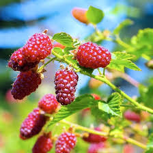 Tayberry Fruit Seed Set for Planting – Heirloom Non-GMO High Germination Organic Garden Seeds Sweet Unique Berries Seeds for Planting