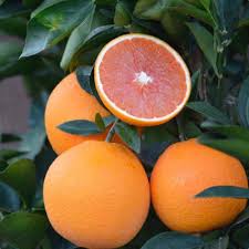 Cara Cara Navel Orange Fruit Seeds for Planting – Heirloom Non-GMO High Germination Organic Garden Seeds Sweet Juicy Oranges Seeds for Home Garden