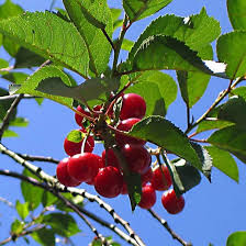 Morello Sour Cherry Fruit Seed for Planting – Heirloom Non-GMO High Germination Organic Garden Seeds