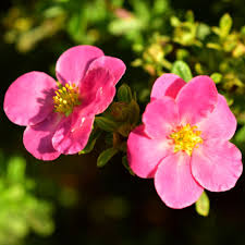 Pink Potentilla Nepalensis Flower Seeds – Seeds for Planting, Heirloom, Non-GMO, High Germination Organic Garden Seeds