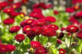 Rote Bellis Blumensamen Alte Sorte Gentechnikfrei Hohe Keimfähigkeit Bio-Gartensamen zum Pflanzen