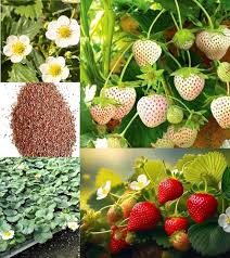 Heirloom Mixed Strawberry Fruit Seeds for Planting – Non-GMO High Germination Organic Garden Seeds