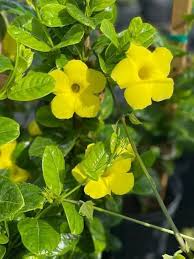 Yellow Sanderi Flower Seeds Heirloom Non-GMO High Germination Organic Garden Seeds for Planting
