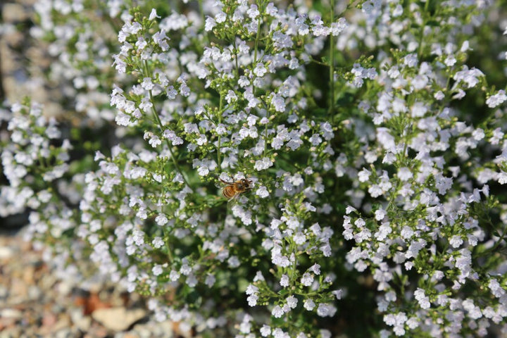 White Calamintha Nepeta Flower Seeds – Heirloom Non-GMO High Germination