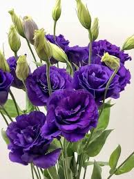 Purple Giant Lisianthus Flower Seeds – Heirloom, Non-GMO, High Germination Seeds