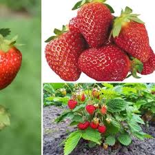 Burgundy Strawberry Fruit Seeds for Planting Heirloom Non-GMO High Germination Organic Garden Seeds