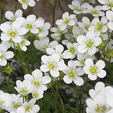 White Saxifrage Flower Seeds – Heirloom Non-GMO High Germination Organic Seeds